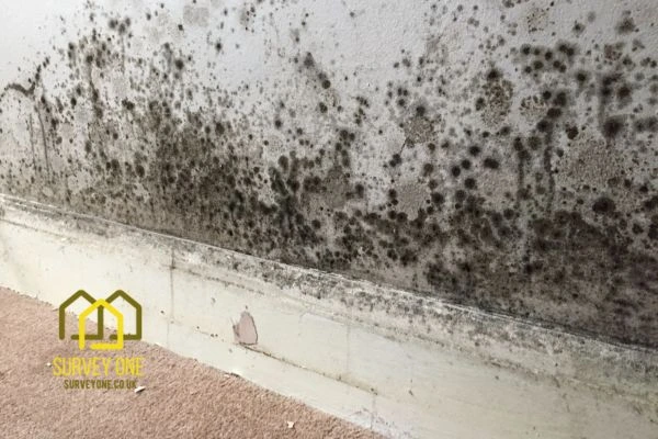 What’s the First Step to Take When You Notice Damp on a Party Wall Blackburn?